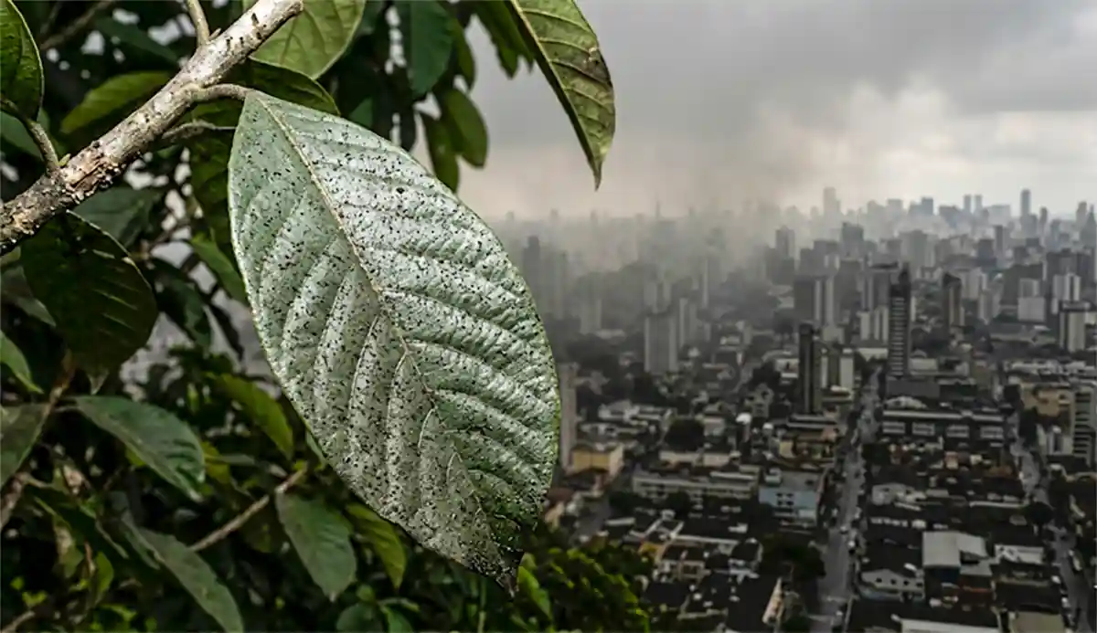 O inimigo invisível que viaja no ar e como ele dita o futuro da Amazônia