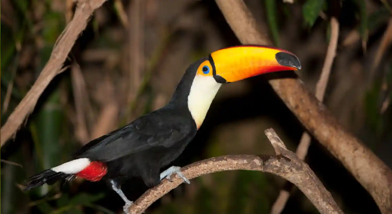 The toco toucan bill works as a precision thermal radiator