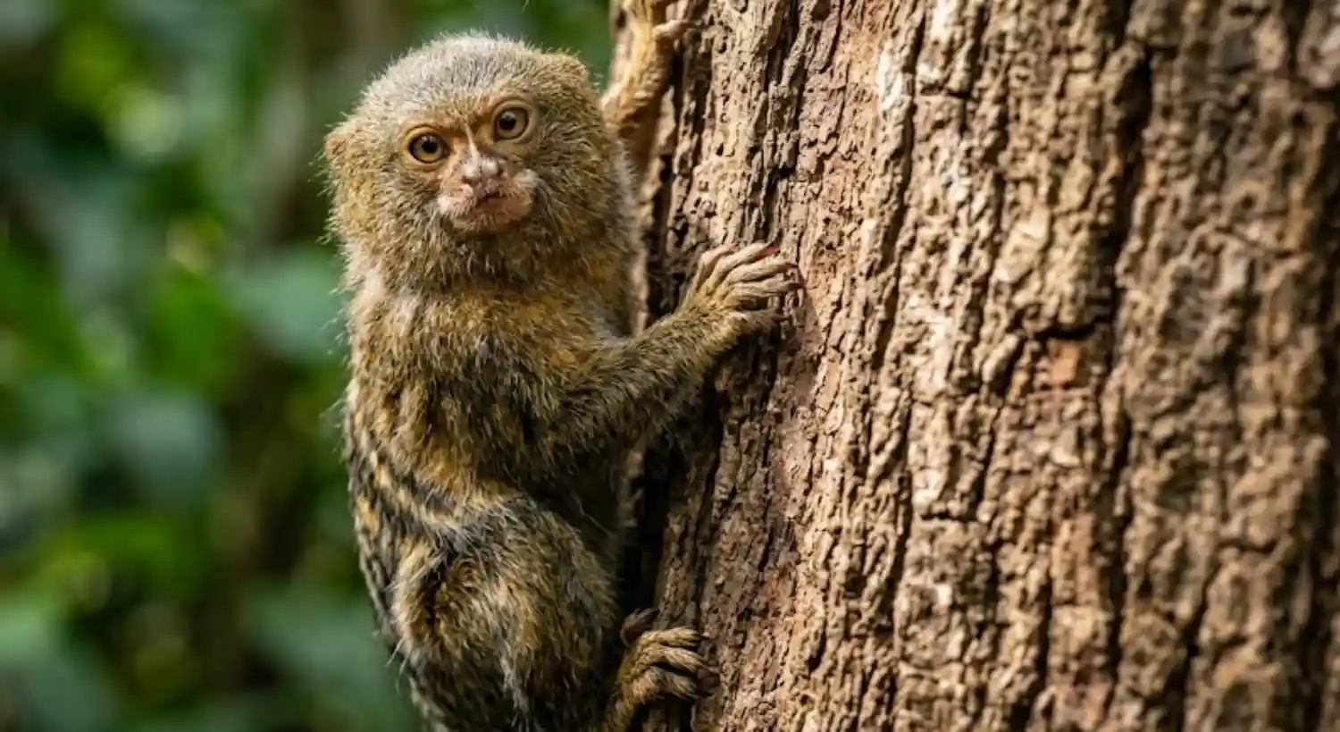 The World's Smallest Primate and Its Life in the Amazon Canopy