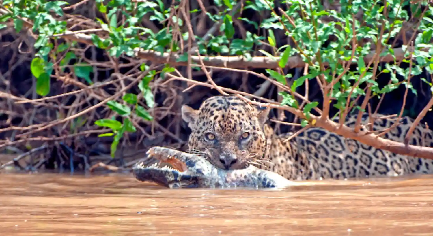 The jaguar hunts caimans underwater, the only American big cat that does it