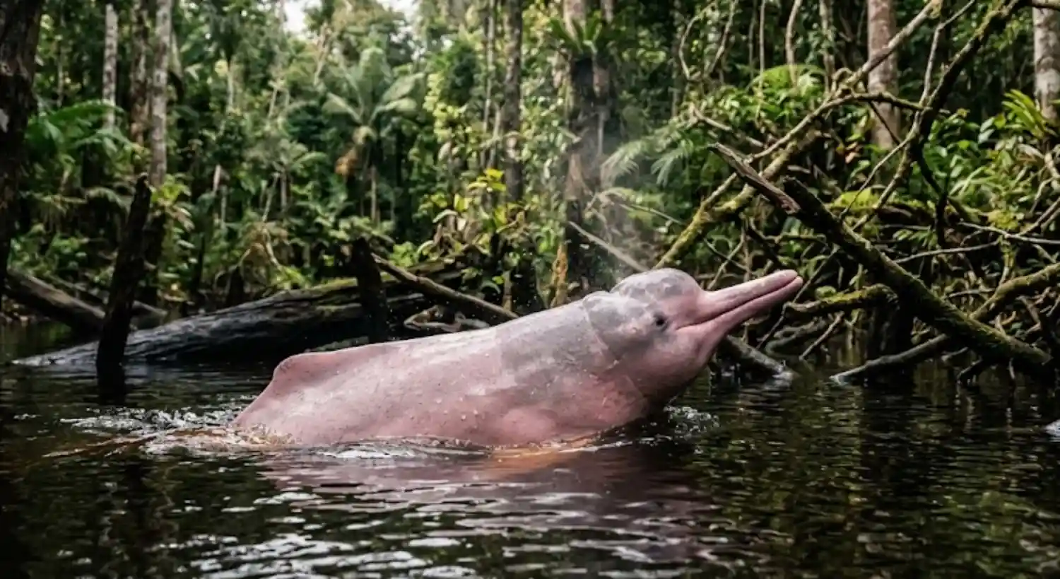 The Amazon River Dolphin Is the World's Largest Freshwater Dolphin and Navigates by Echo