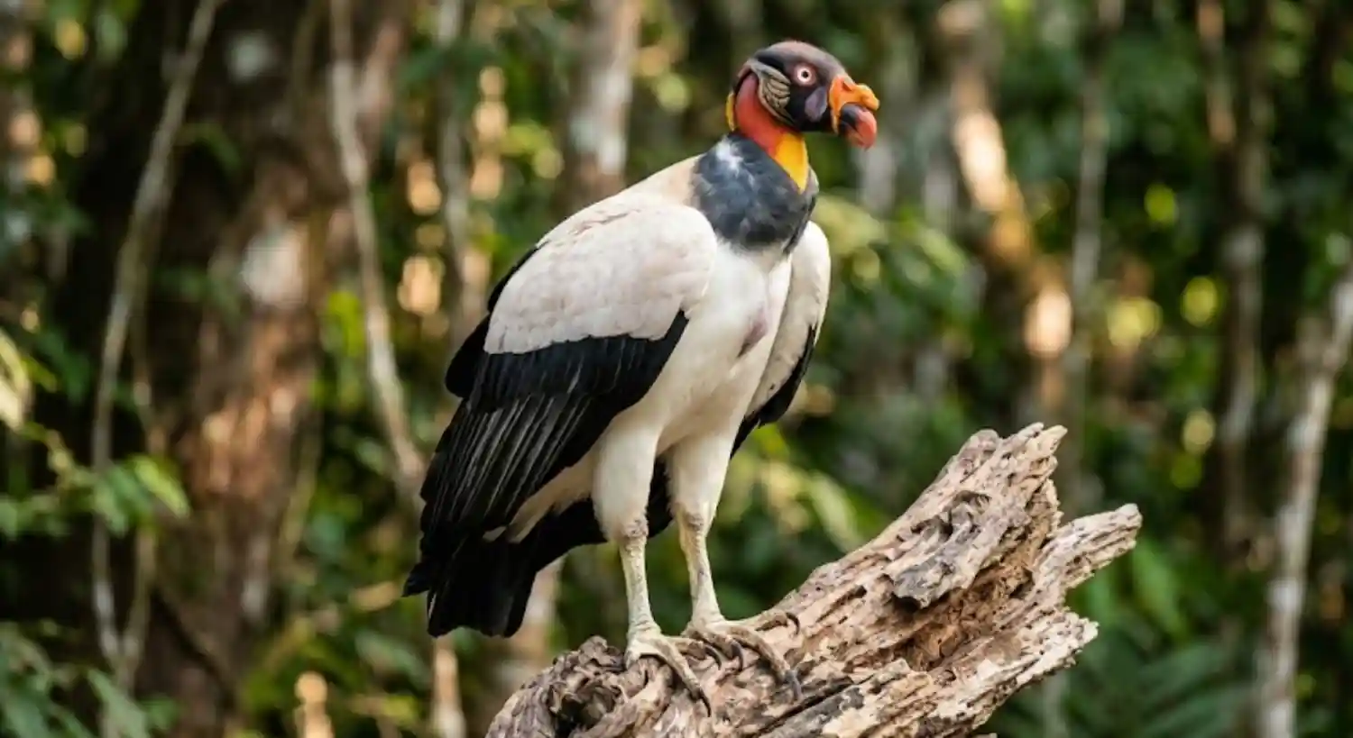 King Vulture: The Scavenger Whose Beak Unlocks the Amazon Carcass