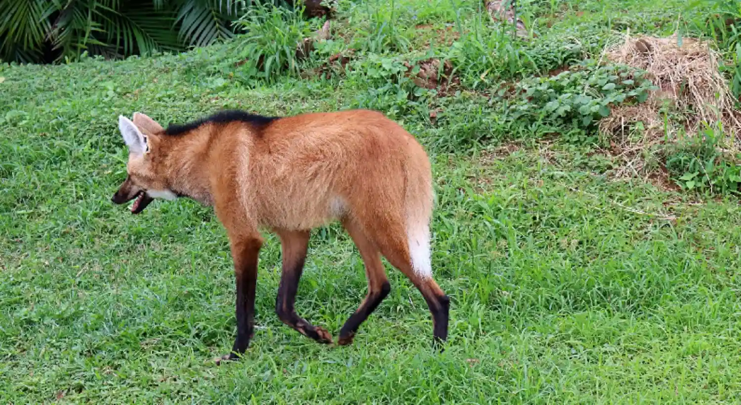 The Maned Wolf and the Wolf Apple: An Alliance That Regrows the Cerrado