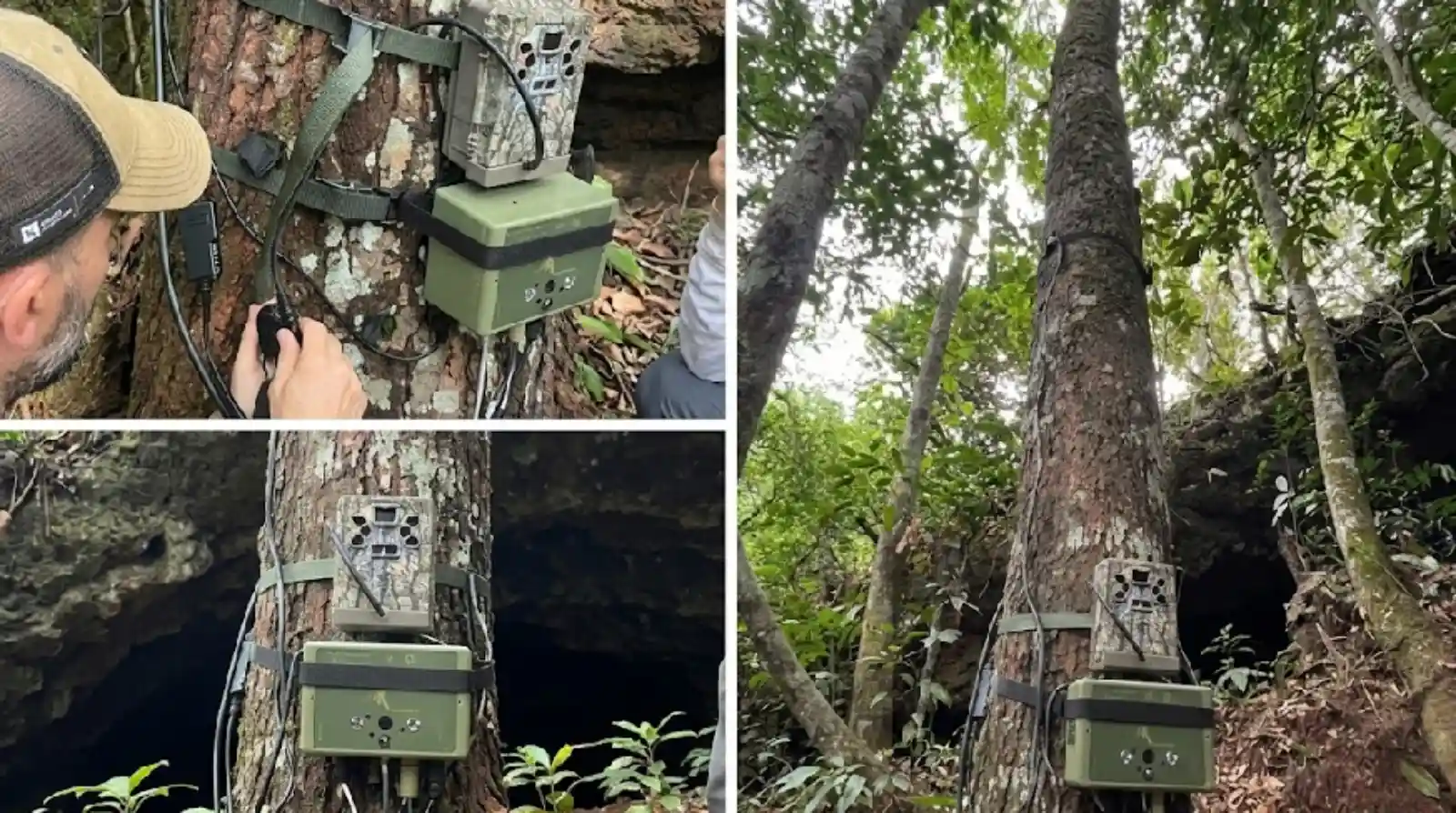 A ciência do monitoramento da fauna selvagem como investimento estratégico para a preservação global da biodiversidade e a sustentabilidade do planeta Terra