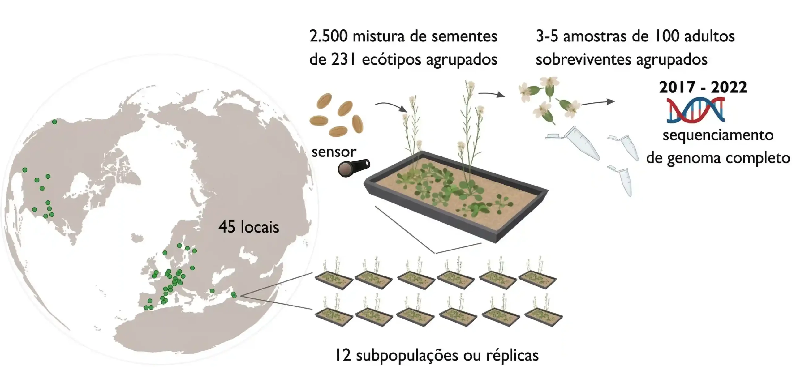 Os participantes da rede GrENE receberam misturas de sementes de cerca de 200 acessos naturais de Arabidopsis thaliana , que semearam em pequenas parcelas replicadas em 2017