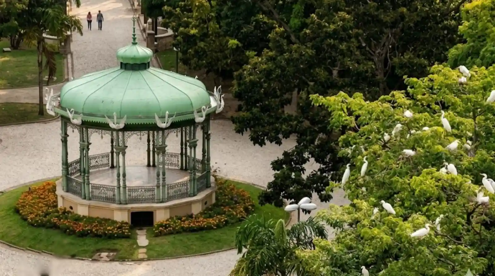 Garças da Praça Batista Campos espalham fungo pelo ar que pode causar doença grave em Belém