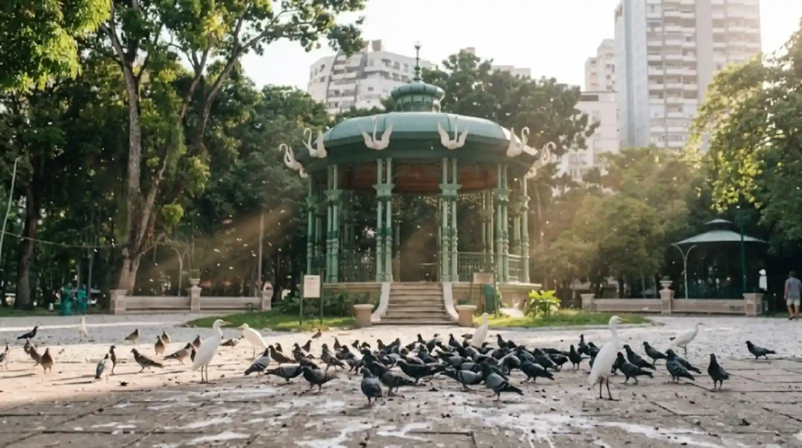 Fezes de aves em praças podem causar infecção pulmonar e você nem desconfia do risco