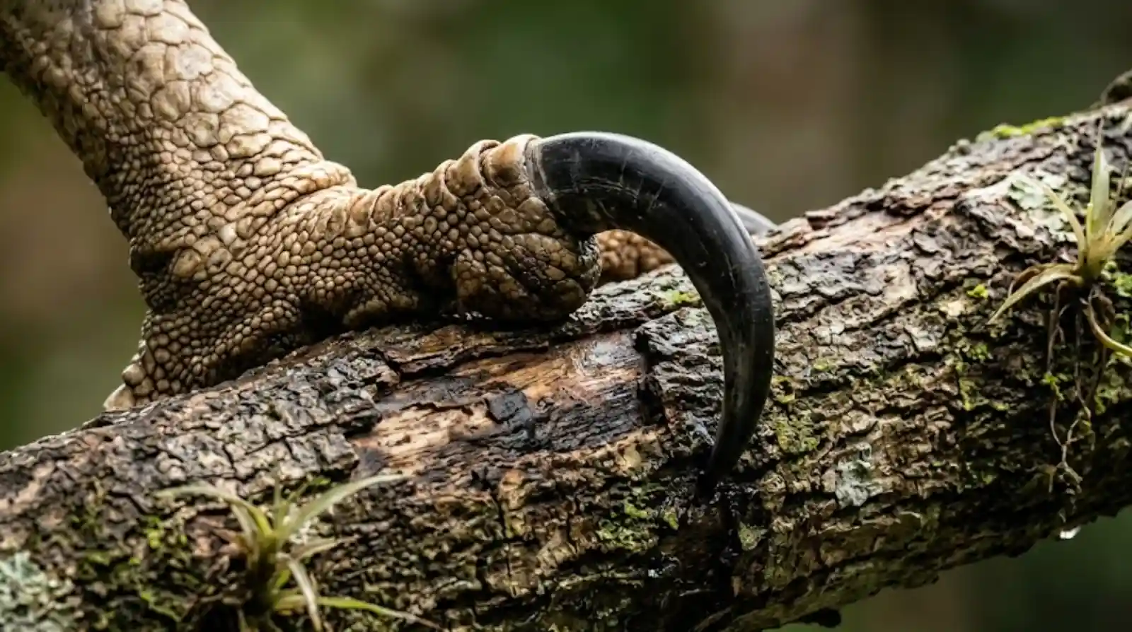 O gavião-real possui garras maiores que as de um urso pardo e consegue carregar macacos adultos pelas florestas brasileiras