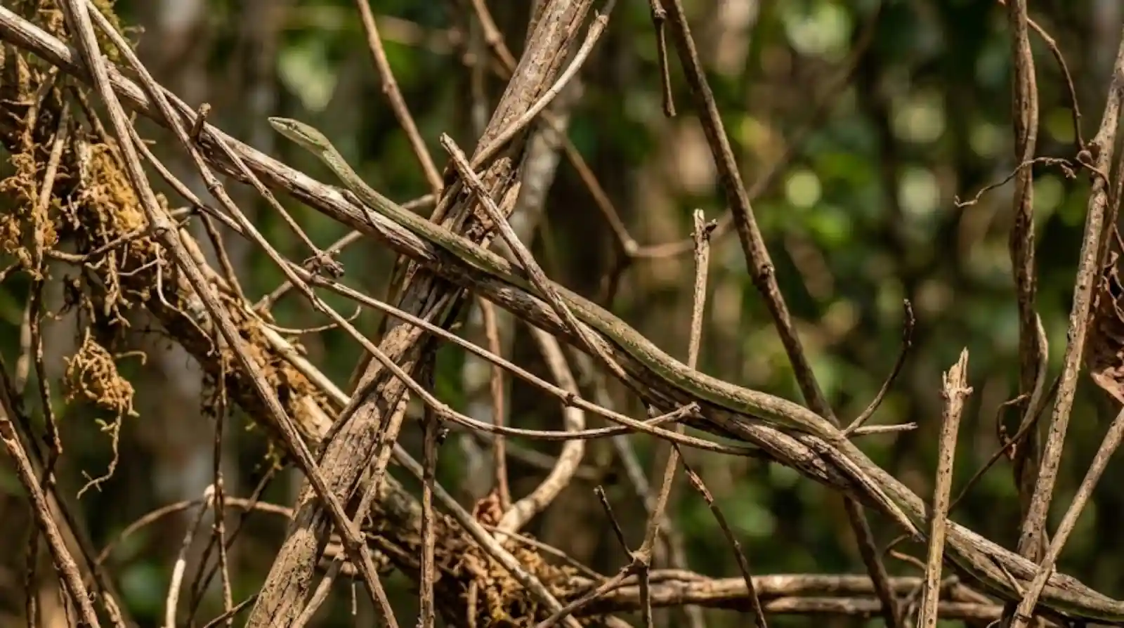 A cobra-cipó utiliza mimetismo surpreendente para se tornar invisível entre galhos e vegetação seca na floresta amazônica