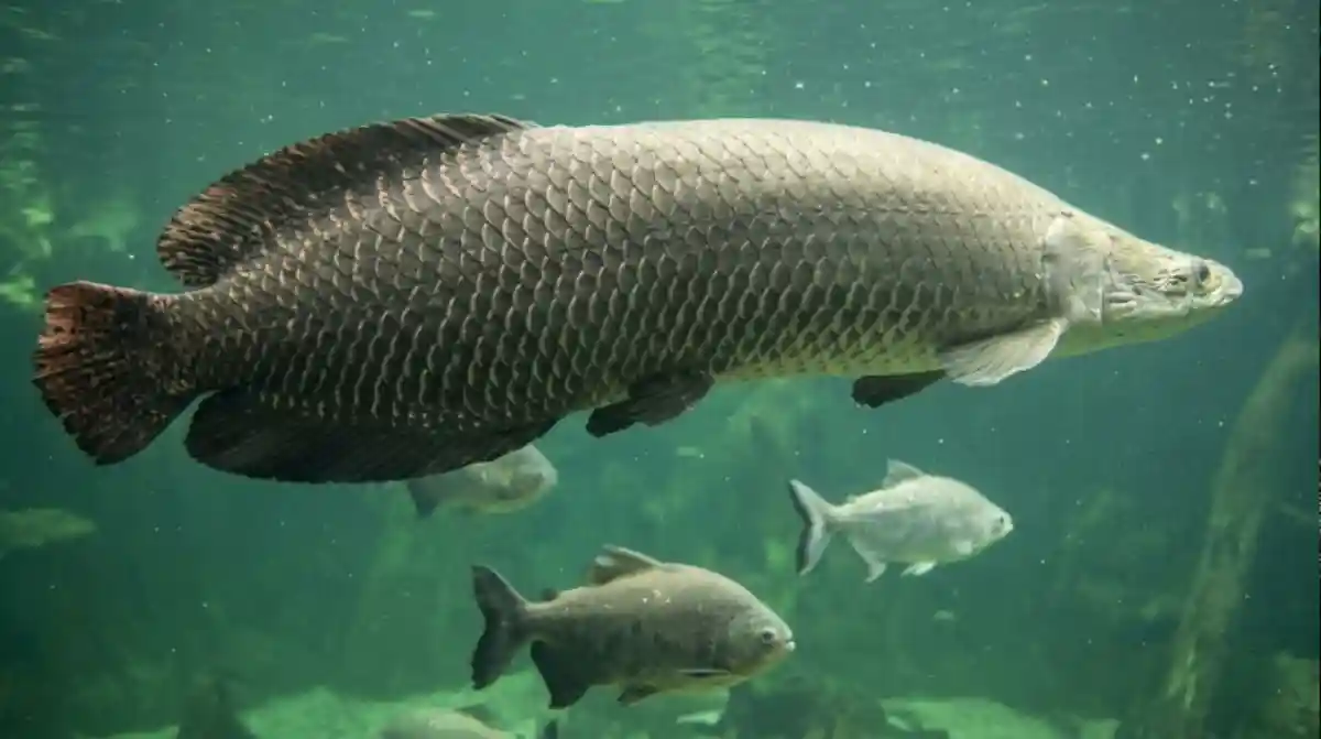 O gigante pirarucu das águas doces brasileiras revela como a adaptação biológica única permite a sobrevivência em ambientes sem oxigênio
