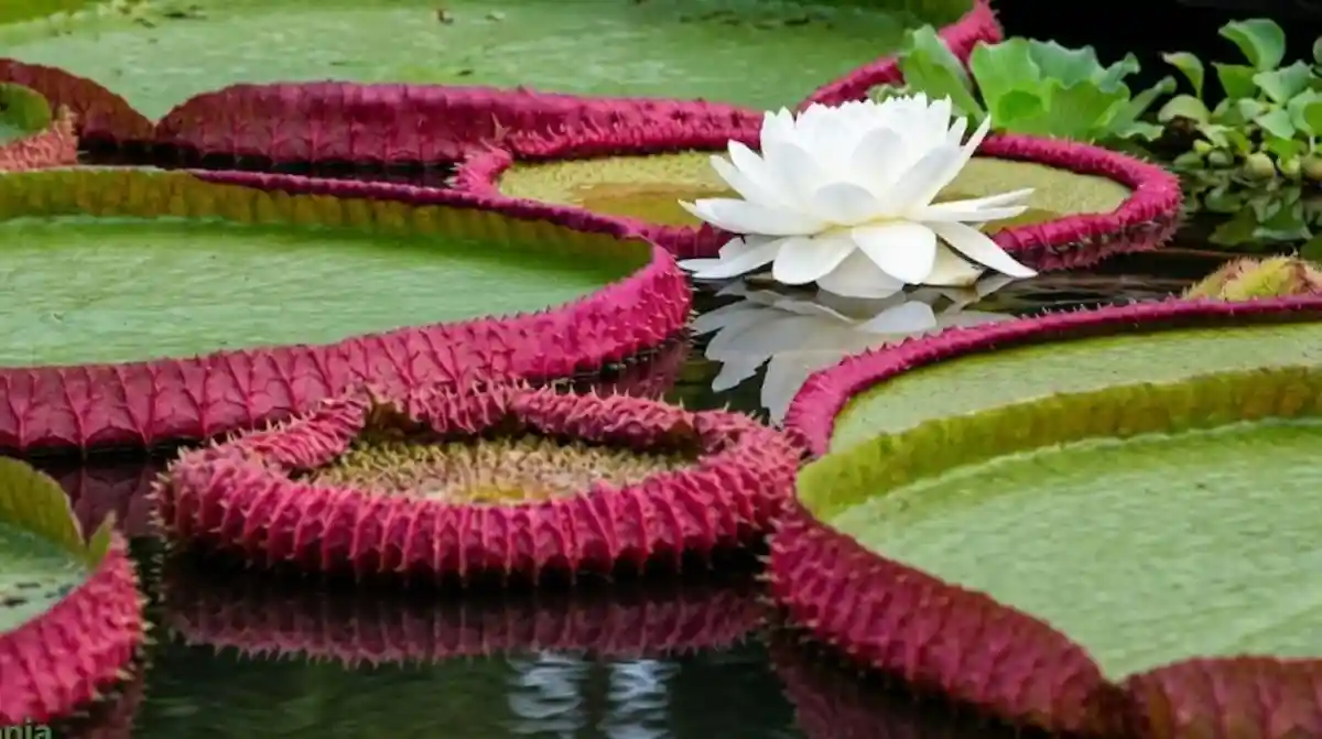 A vitória-régia aquece a própria flor para atrair besouros e usa calor como armadilha de polinização na Amazônia Termorregulação floral. Besouro preso por uma