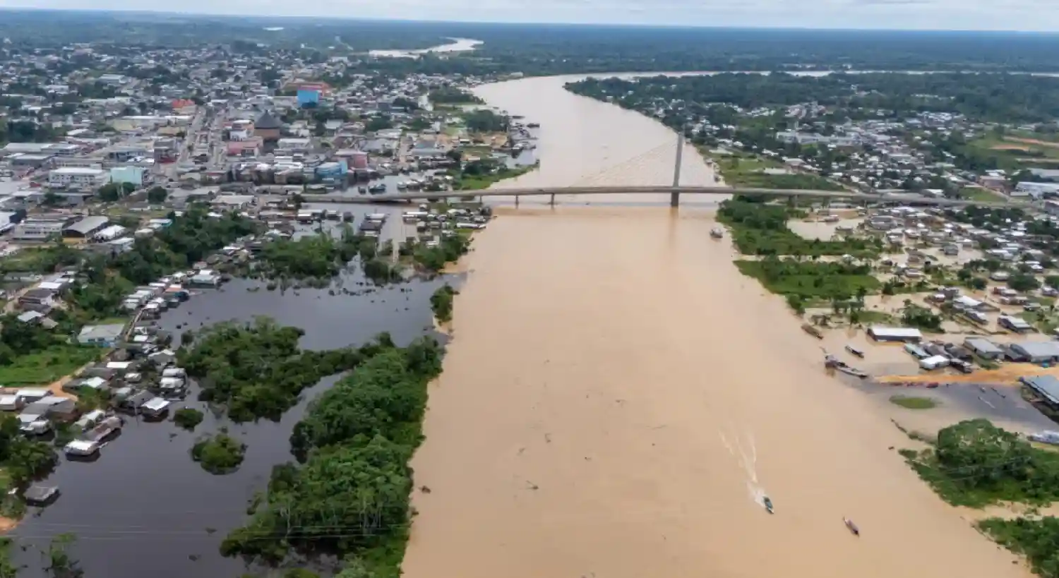 Como a pulsação do Rio Amazonas orquestra a vida e o destino de espécies raras e ameaçadas na floresta tropical