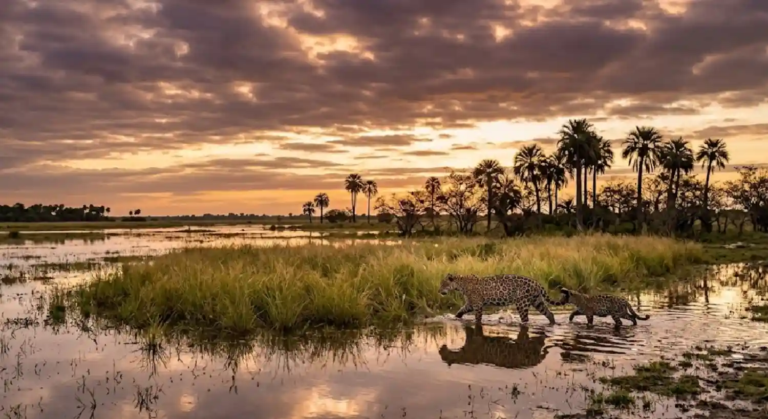 Ressurreição da paisagem o desafio histórico da reintrodução de grandes mamíferos e o equilíbrio da biodiversidade