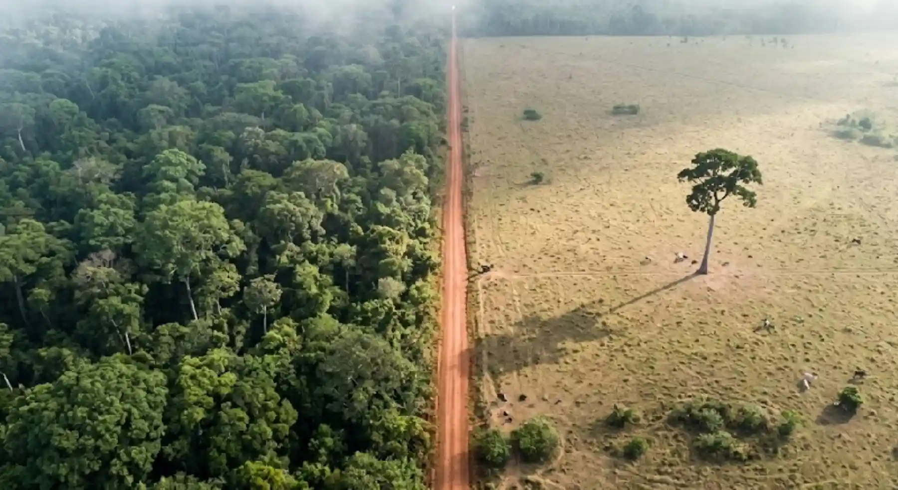 Como a biodiversidade da Amazônia reage à fragmentação florestal e o impacto direto na sobrevivência dos grandes predadores de topo