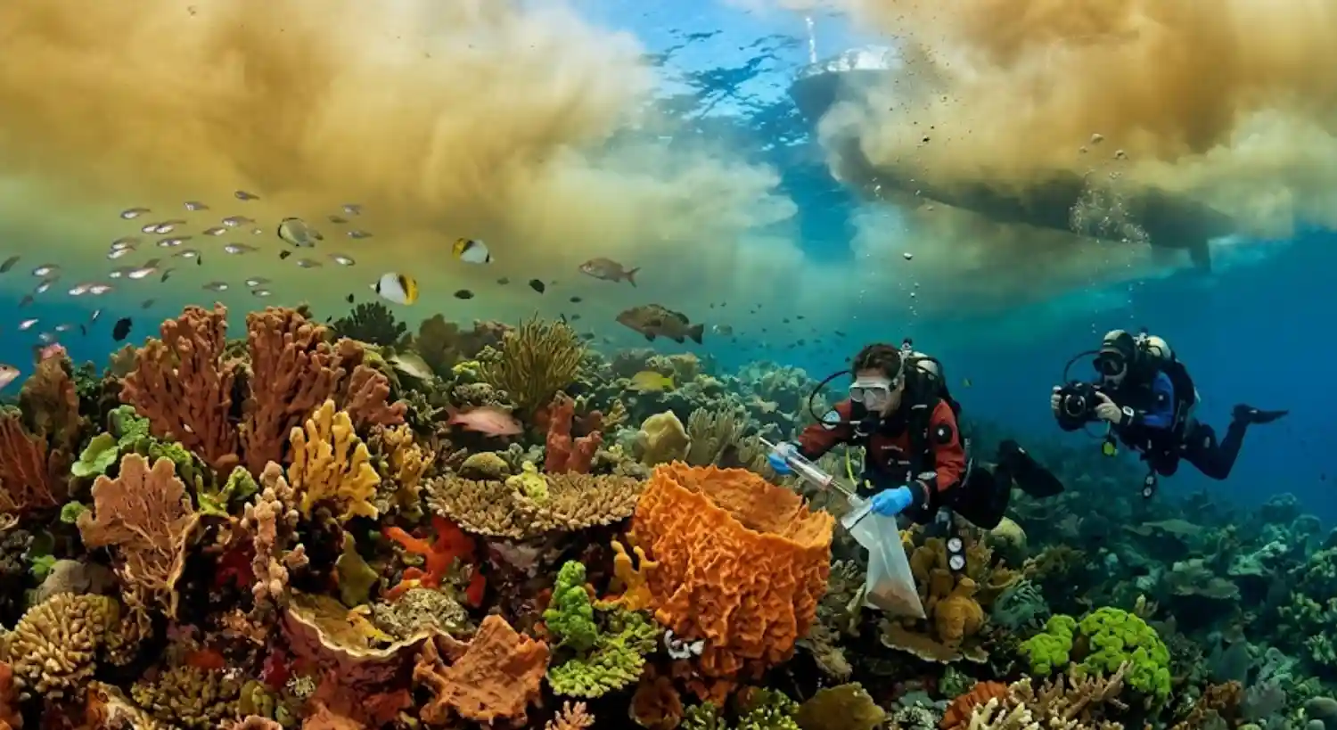 Descoberta dos recifes de coral na foz do Amazonas revela como a vida marinha prospera sob a pluma lamacenta do maior rio do mundo