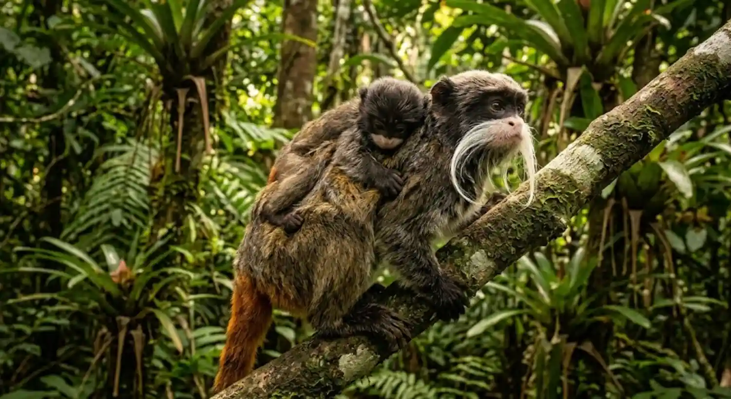 Estratégia social do sagui de bigode imperador revela como a cooperação coletiva garante a sobrevivência de primatas na densa floresta amazônica
