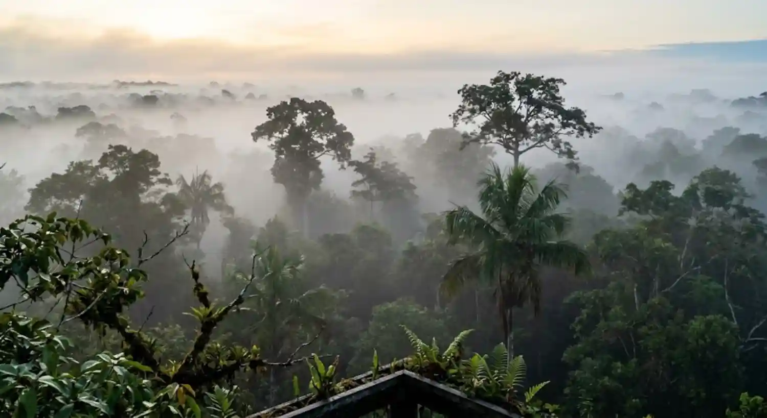 Influência do clima polar na floresta amazônica revela como as massas de ar extremas impactam a biodiversidade sensível do bioma tropical