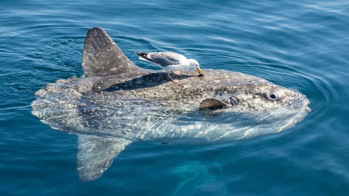 Peixe-lua emerge na superfície oceânica e permite que aves marinhas pousem sobre o corpo para remover ectoparasitas