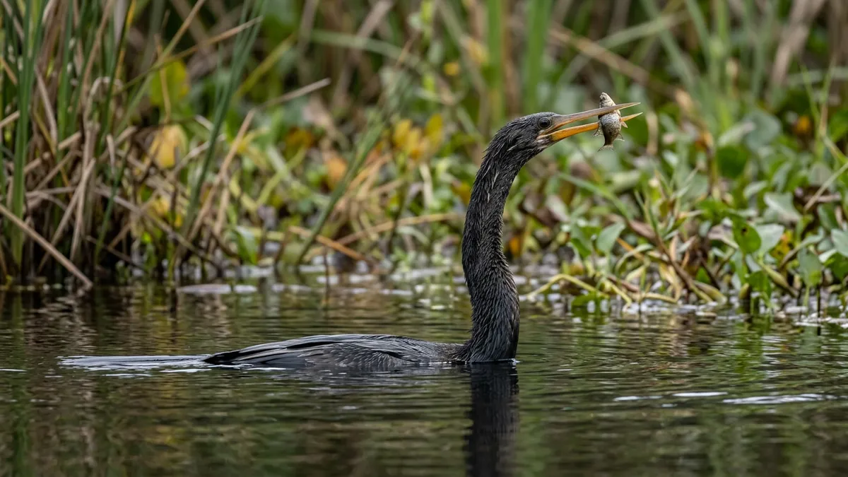 Carará nada com o corpo submerso e usa o pescoço como mola para perfurar peixes com o bico