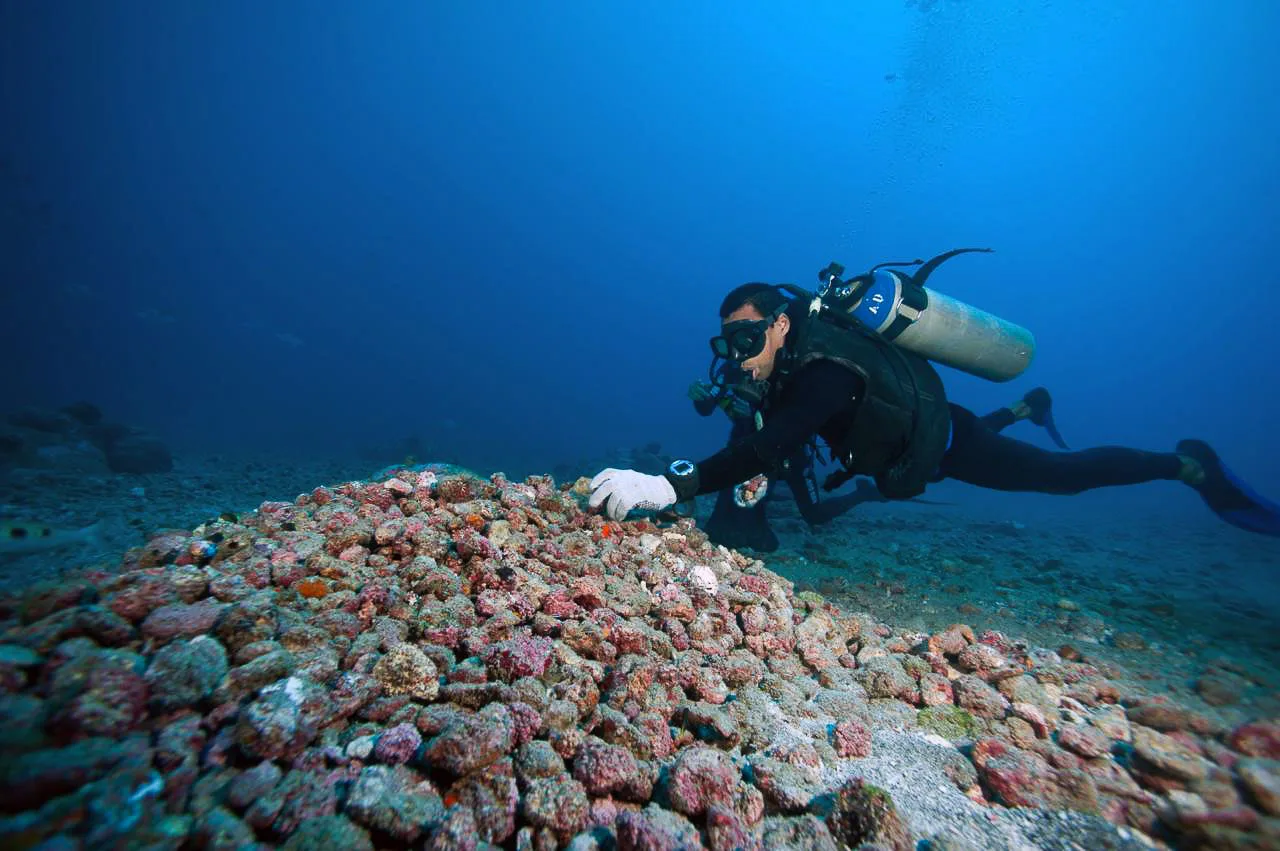 Rodolitos ocupam 20 mil km² no Brasil e escondem até 1% da vida marinha global em pedras vivas