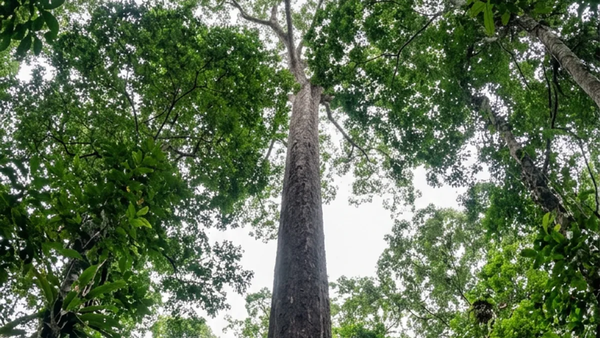 Angelim-vermelho de 88,5 metros aparece em imagem de satélite na Amazônia e cientistas chegam até ele três anos depois